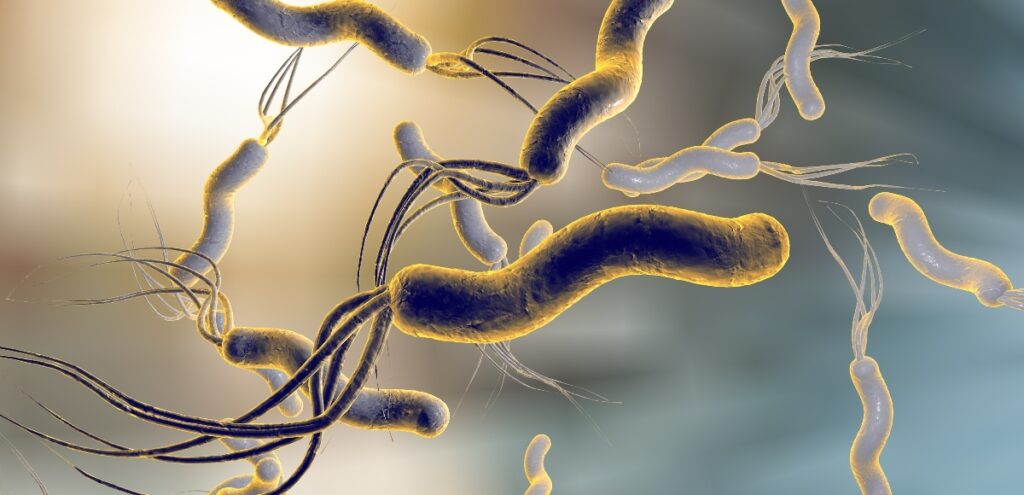 helicobapter pylori
