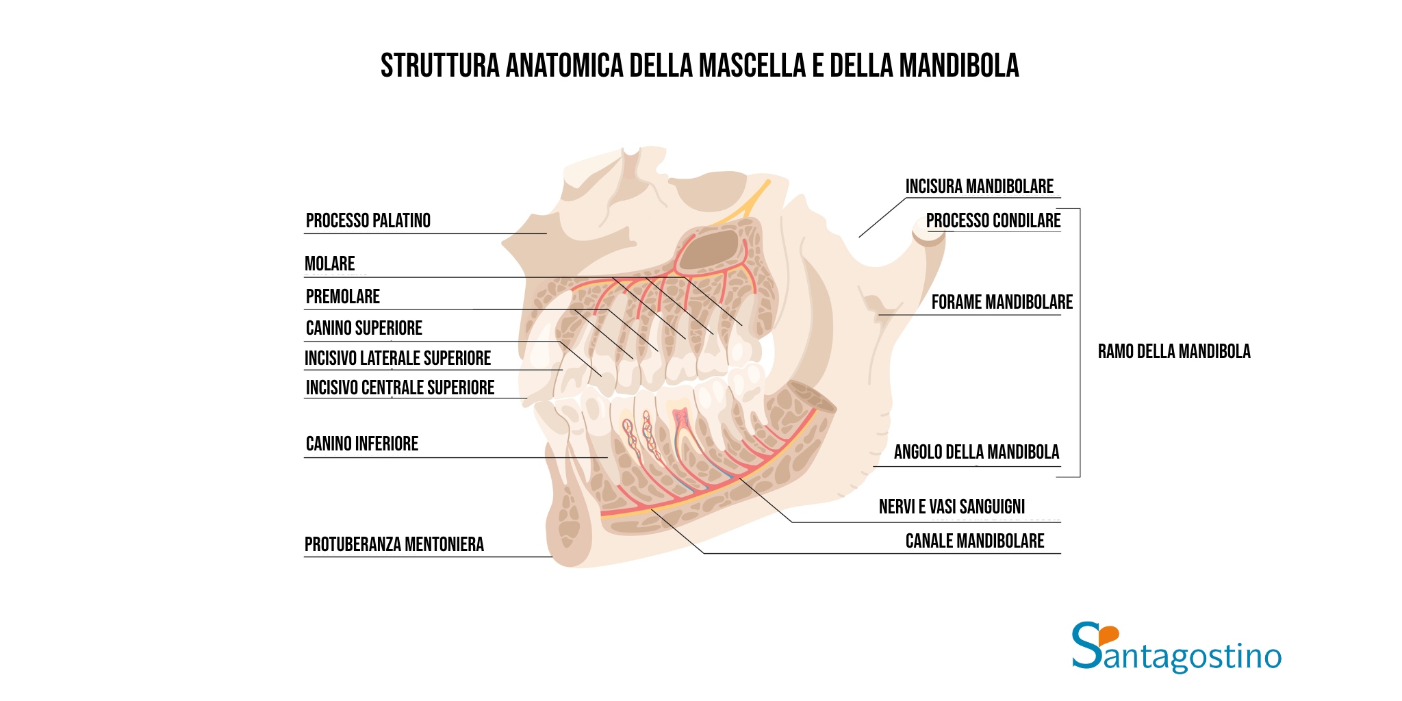 Anatomia mandibola santagostino genova
